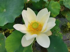 -西青郊野公园