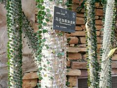 -北京植物园-展览温室