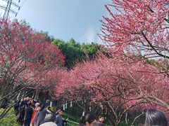 -重庆彩云湖湿地公园
