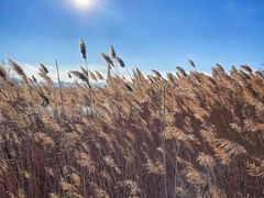 -野鸭湖国家湿地公园