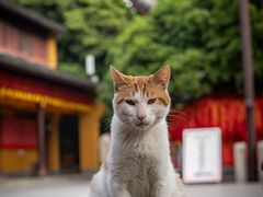 -龙华寺