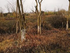 -白鹭湾湿地公园