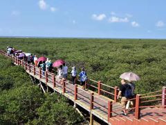 -北海金海湾红树林生态旅游区