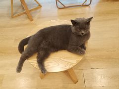 -猫咪派对(江南西店)