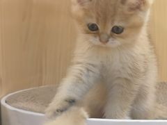 -屋虎猫馆(宝安大仟里店)