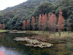 -广州市石门国家森林公园