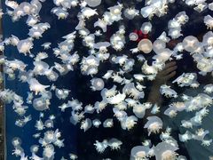 -太平洋海底世界