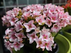 -花鸟鱼虫鲜花绿植市场(玉泉路店)
