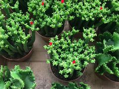 -秦美花卉(天朗·莱茵小城2期店)