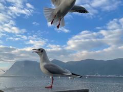 -海埂大坝