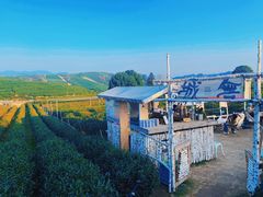 -龙坞茶村