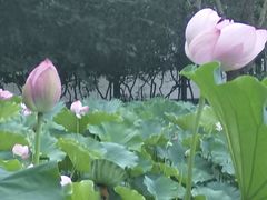 -陈家山荷花公园