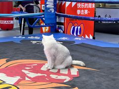 -拳盛时代拳击俱乐部(北京路店)