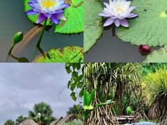 -中国科学院西双版纳热带植物园