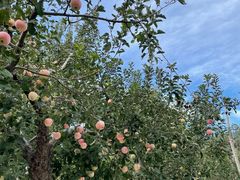 -北京十三陵国家森林公园蟒山景区