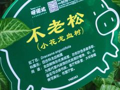 -呀诺达热带雨林