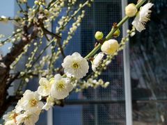 -梅花山(明孝陵内)