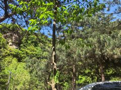 -秦岭终南山世界地质公园翠华山景区