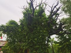 -大槐树寻根祭祖园