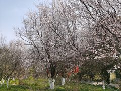 -开福禅寺