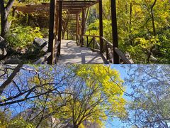 -大岭沟猕猴桃谷风景区