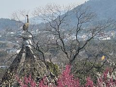 -香雪海