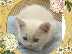 -Heymao猫咖.咖啡厅(东门店)