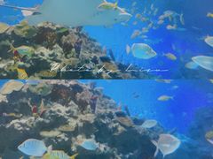 -海合安成都极地海洋公园