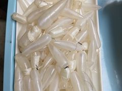 鲮鱼泡-章记正宗南岗鱼蛋火锅