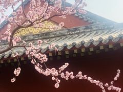 -桃花堤公园