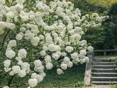 -杭州植物园