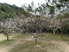 -云溪植物园