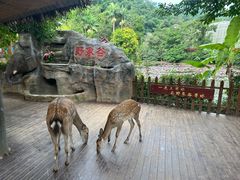 -野象谷景区