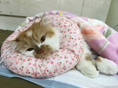 -瑞派天宁宠物医院·猫科·异宠中心