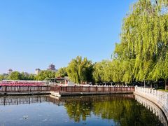 -莲花池公园