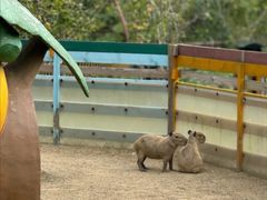 -合肥滨湖国家森林公园