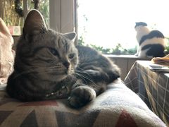 -海边的猫和咖啡馆