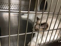 -艾贝尔宠物诊疗