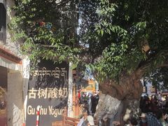 -古树酸奶(八廓南街店)