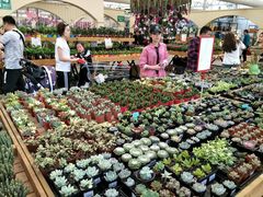 -荷兰花海