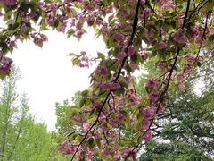 -黄鹤楼