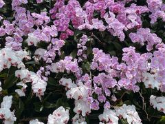 -石家庄市植物园