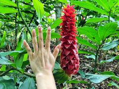 -中国科学院西双版纳热带植物园