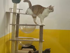 -废柴猫桌游概念馆(王府井喜悦购物中心店)