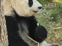 -石家庄市动物园