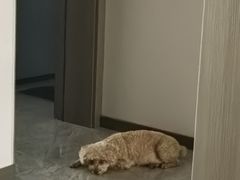 -西安京西宠物医院·瘫痪·疑难杂症