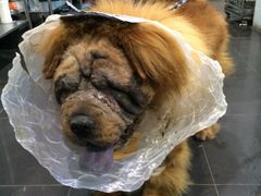 iphone_upload_pic-艾贝尔宠物诊疗