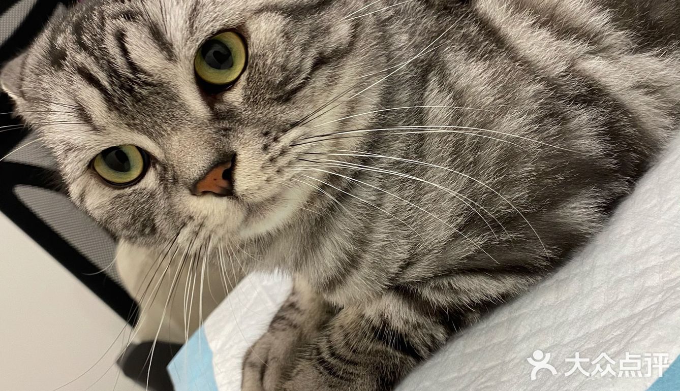 胖扑的打针日记