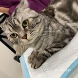 胖扑的打针日记