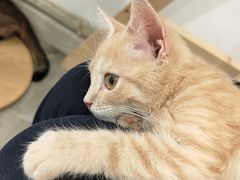 -楼上猫咖(罗湖店)